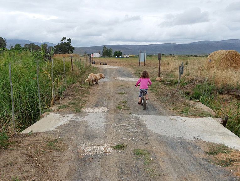 Kid on bicycle with dog running ahead of her on farm road.