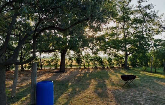 Kei Apple fence and oak tree giving ample shade on grass.