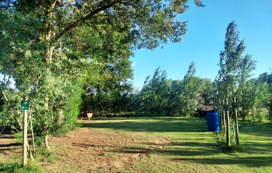 Small campsite with full grass cover and black wattle trees.