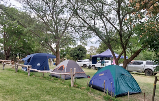Three tents and a gazebo on gras area under acasia trees.