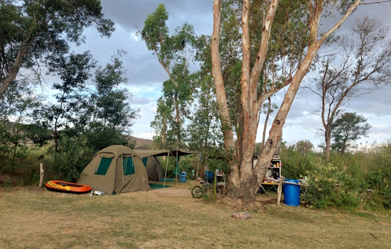 Canvas tents, off-road trailer, bicycle and inflatable boat under tall eucalyptus trees.