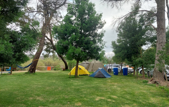 Yellow and blue tents and hammock under tall yellowwood trees.